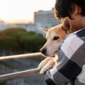 shiba-inu-dog-taking-walk_23-2149478708